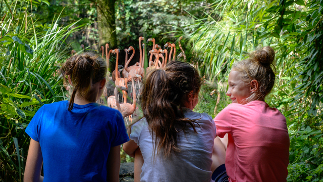 Avifauna Flamingo