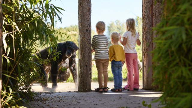 EindhovenZoo Chimpangee