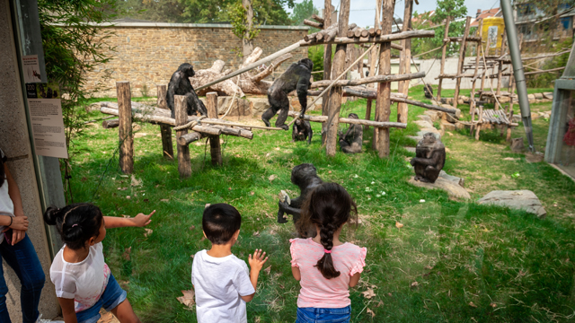 Zoo Antwerpen Mensapen