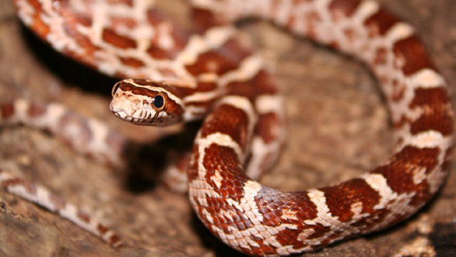 Dierenpark Oliemeulen Ratelslang