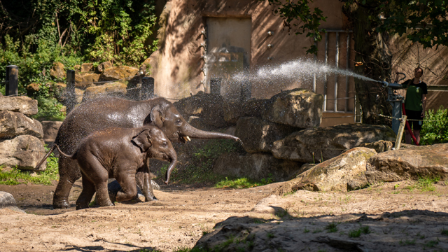 Diergaarde Blijdorp Olifanten