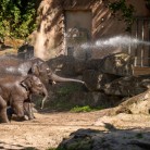 Slide 1 - Diergaarde Blijdorp