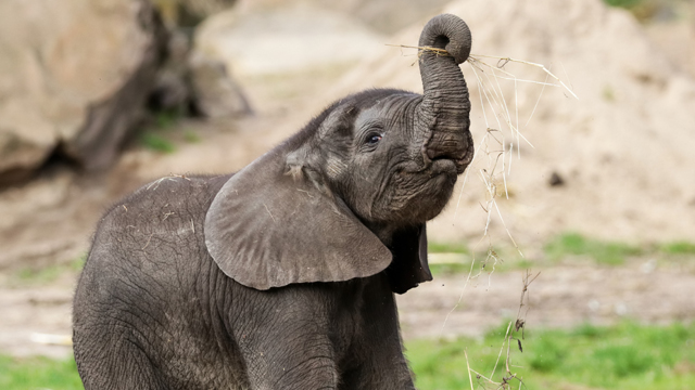 Ouwehands Olifant