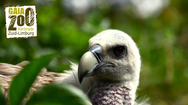 GaiaZOO vogel