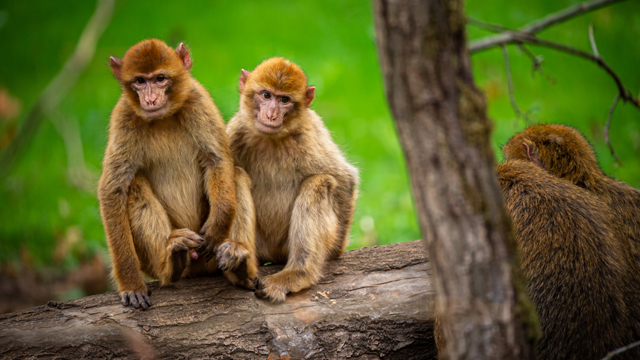 Zoo Planckendael Berberapen