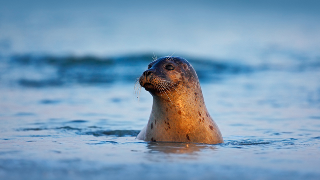 Dijkstra Wadlooptochten zeehond