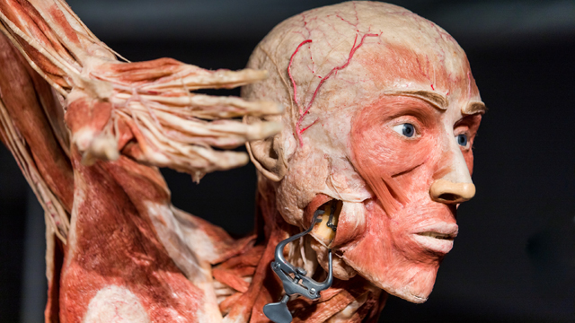 Body Worlds Nekklem