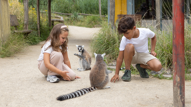 Zooparc ringstaart