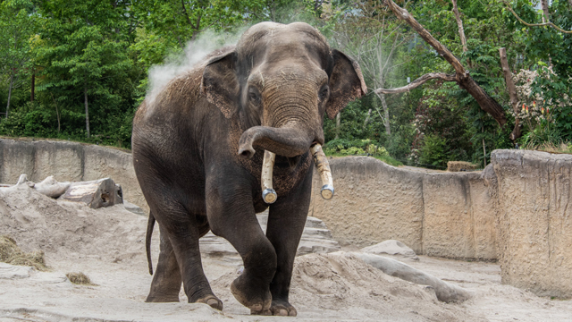 Wildlands Olifant