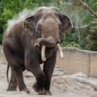 Slider 2 - WILDLANDS Adventure Zoo Emmen