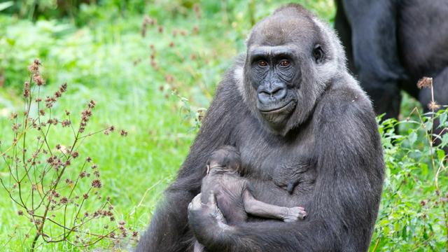 Apenheul Gorilla v2
