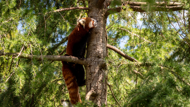 Diergaarde Blijdorp Vosje