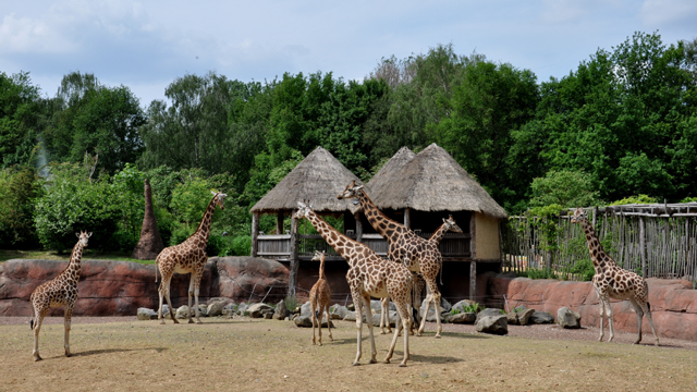 GaiaZOO Safari