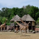 Slide 2 - GaiaZOO Kerkrade