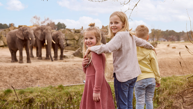 Safaripark Beeksebergen Olifanten