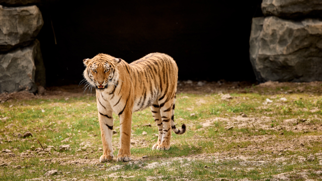 Aquazoo Tijger