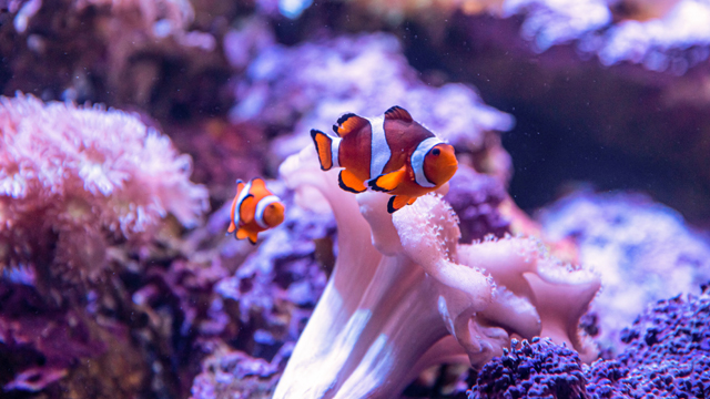 Sea Life Scheveningen 4