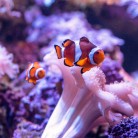 Slide 3 - SEA LIFE Scheveningen