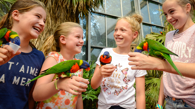 Avifauna Parkieten