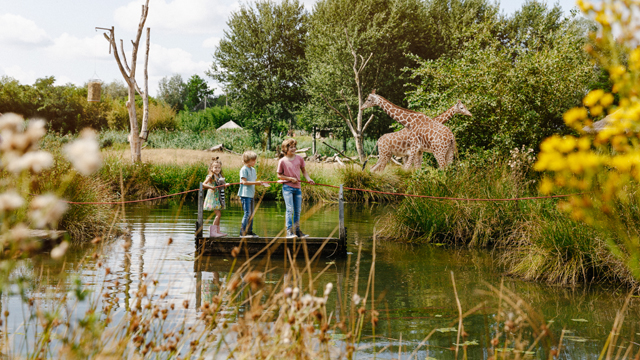 ZooParc Giraffe