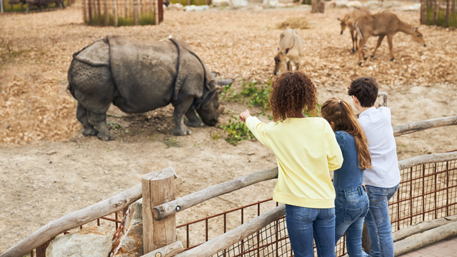 EindhovenZoo Neushoorn