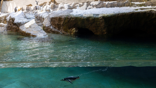 Pairi Daiza Pinguins