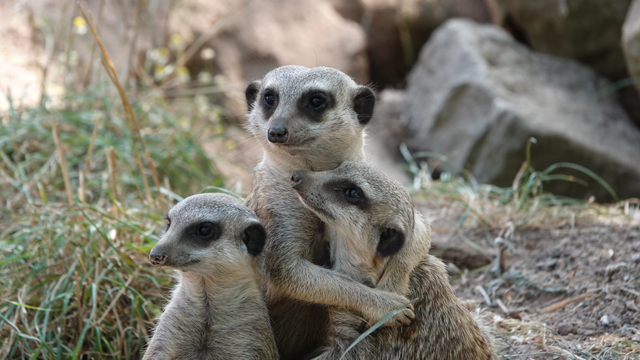 Zoo Osnabrueck stokstaartjes