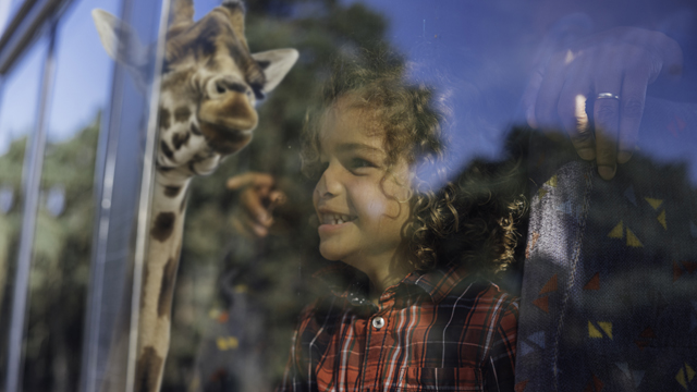 Safaripark Beekse Bergen Giraffe