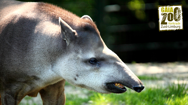 GaiaZOO tapir