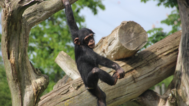 Zoo Osnabrueck bonobo