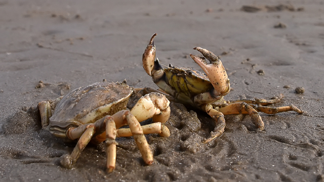 Veldstudie krab