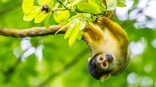 Apenheul Doodshoofdaapje v2