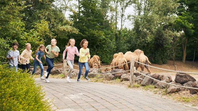 Dierenrijk Kamelen