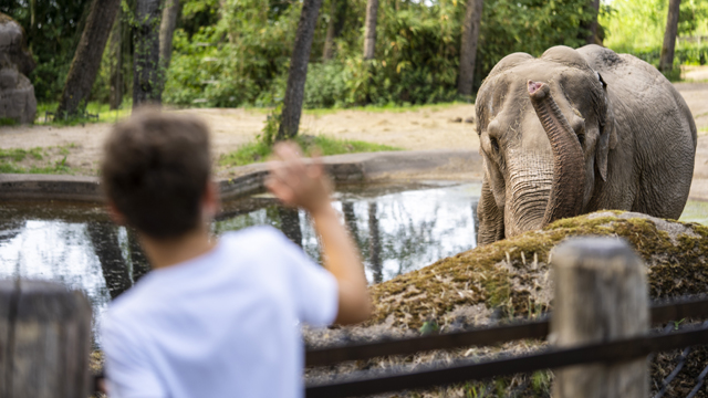 Burgers Zoo olifant