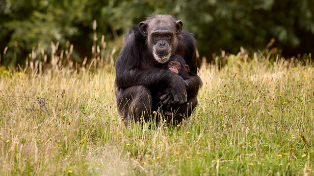Dierenrijk Chimpansee