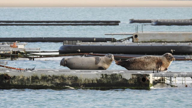 Veldstudie zeehonden