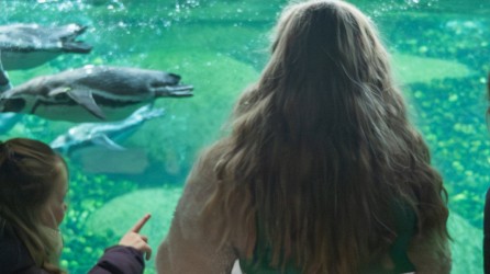 Wildlands header pinguins
