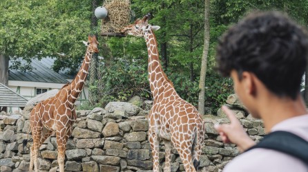 Artis header giraffe