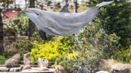 Dolfinarium Header 1