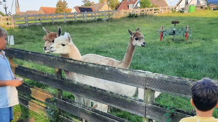 2023 09 kampeerhoeve koole alpacas