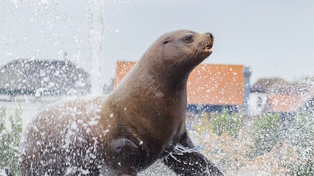 2025 10 dolfinarium gratis lespakket