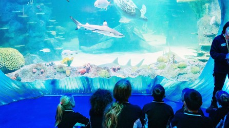 2026 schoolreisje SEA LIFE at night
