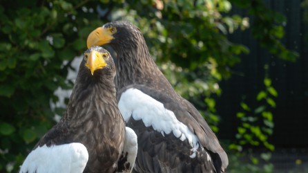 2022 03 avifauna pampa