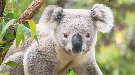 2024 01 ouwehands koala