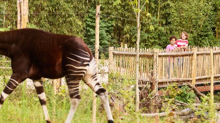 2026 02 zooparc overloon expeditiegebied ngyuwe
